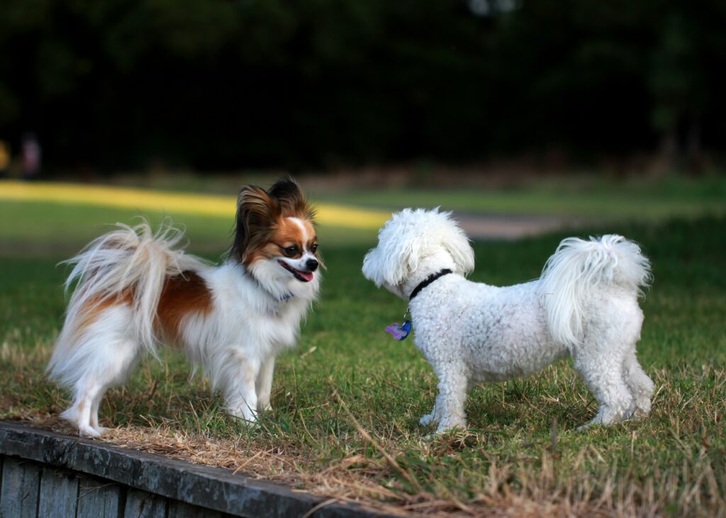 kennels for small dogs in perth​