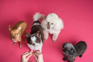 Perth Boarding Kennels