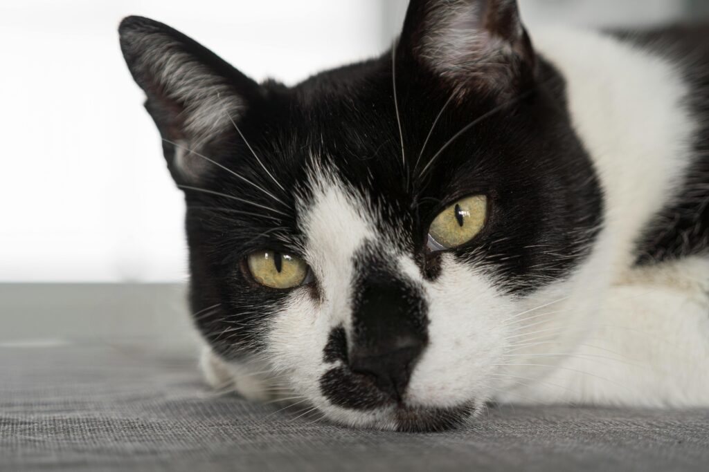 cat health warning signs