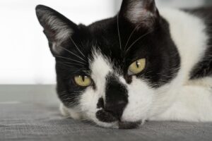 Perth Cat Holiday Home