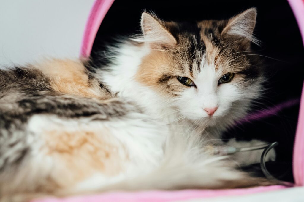 Cat Holiday Home