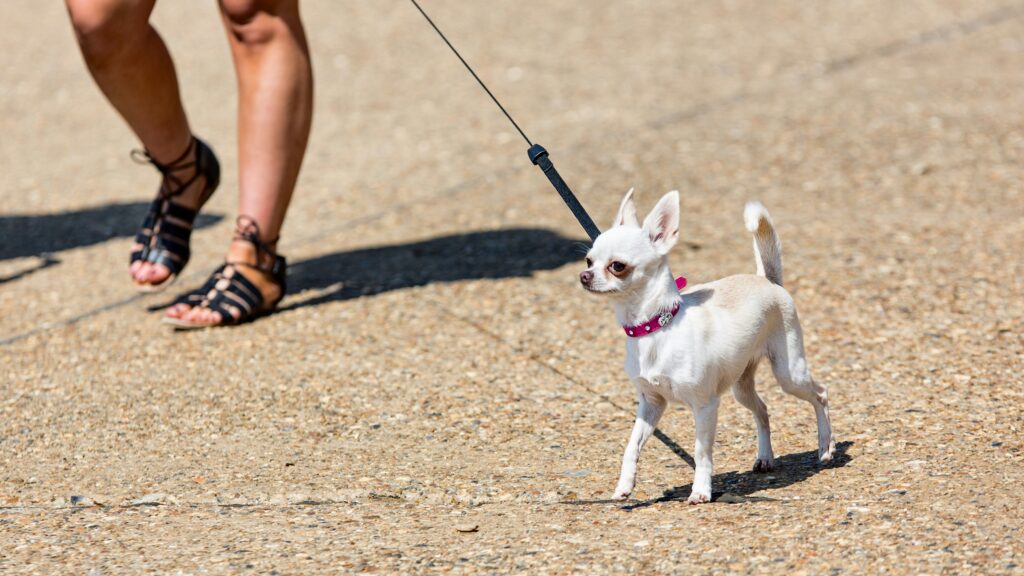 small dog breeds