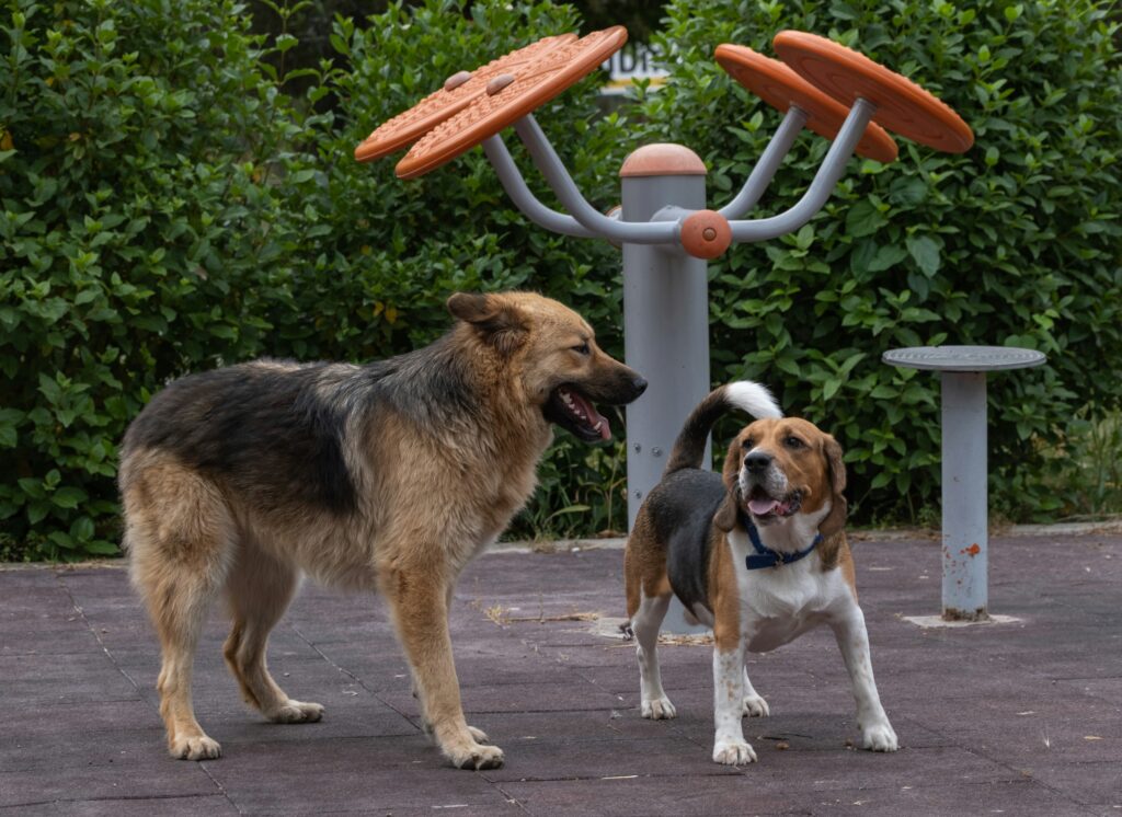Dog Socialisation