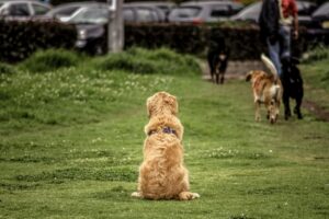dog socialisation