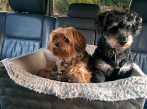 how to prepare your dog for boarding