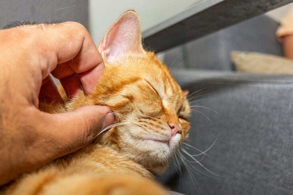 health care tips for cats