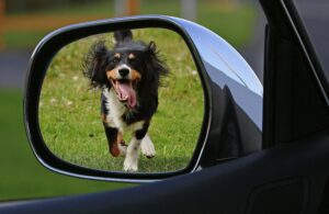 my dog hates going to the kennel
