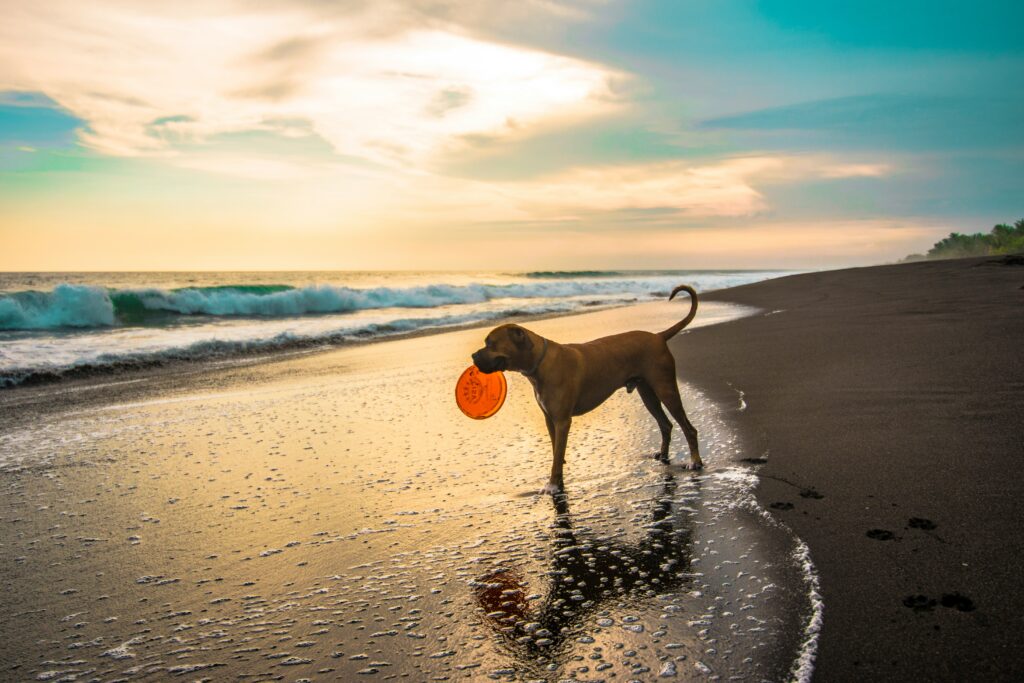 dog beaches in perth