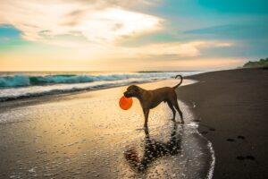 dog beaches in perth