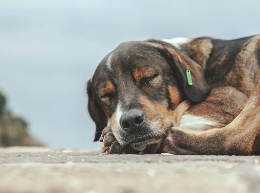 perth dog disease prevention tips