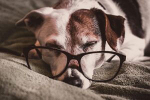 perth winter dog care