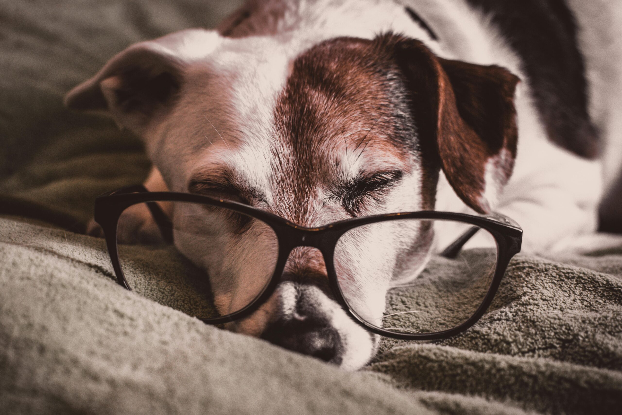 perth winter dog care