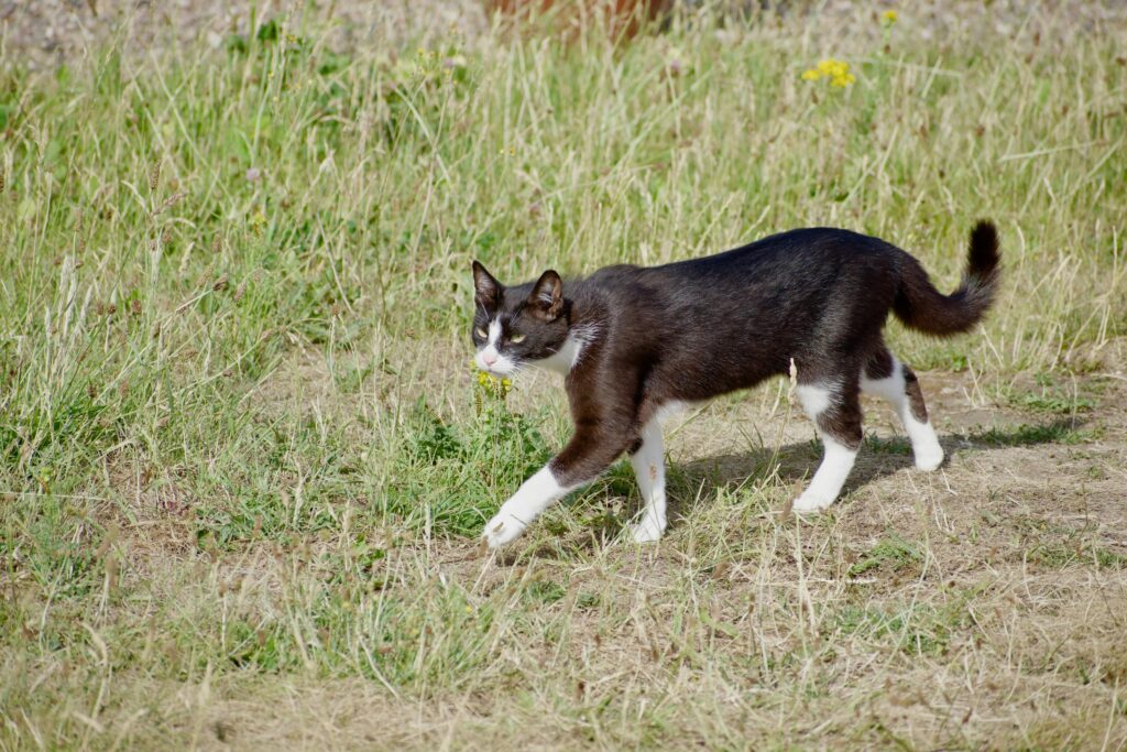 keep your cat cool in perth summer