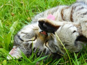 perth cattery holiday home