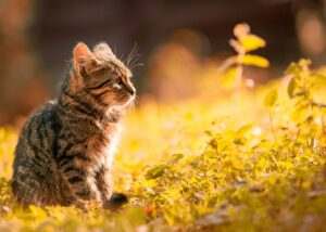 essential cat care tips
