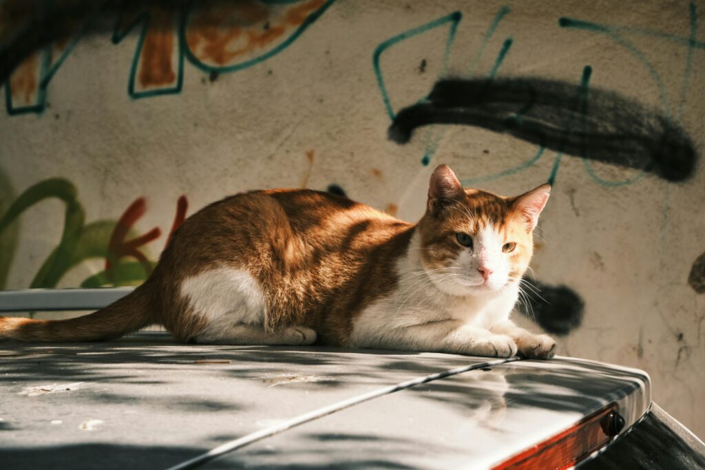 best cattery perth