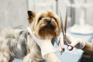 dog haircuts