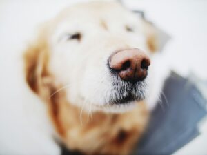 common dog allergies in perth