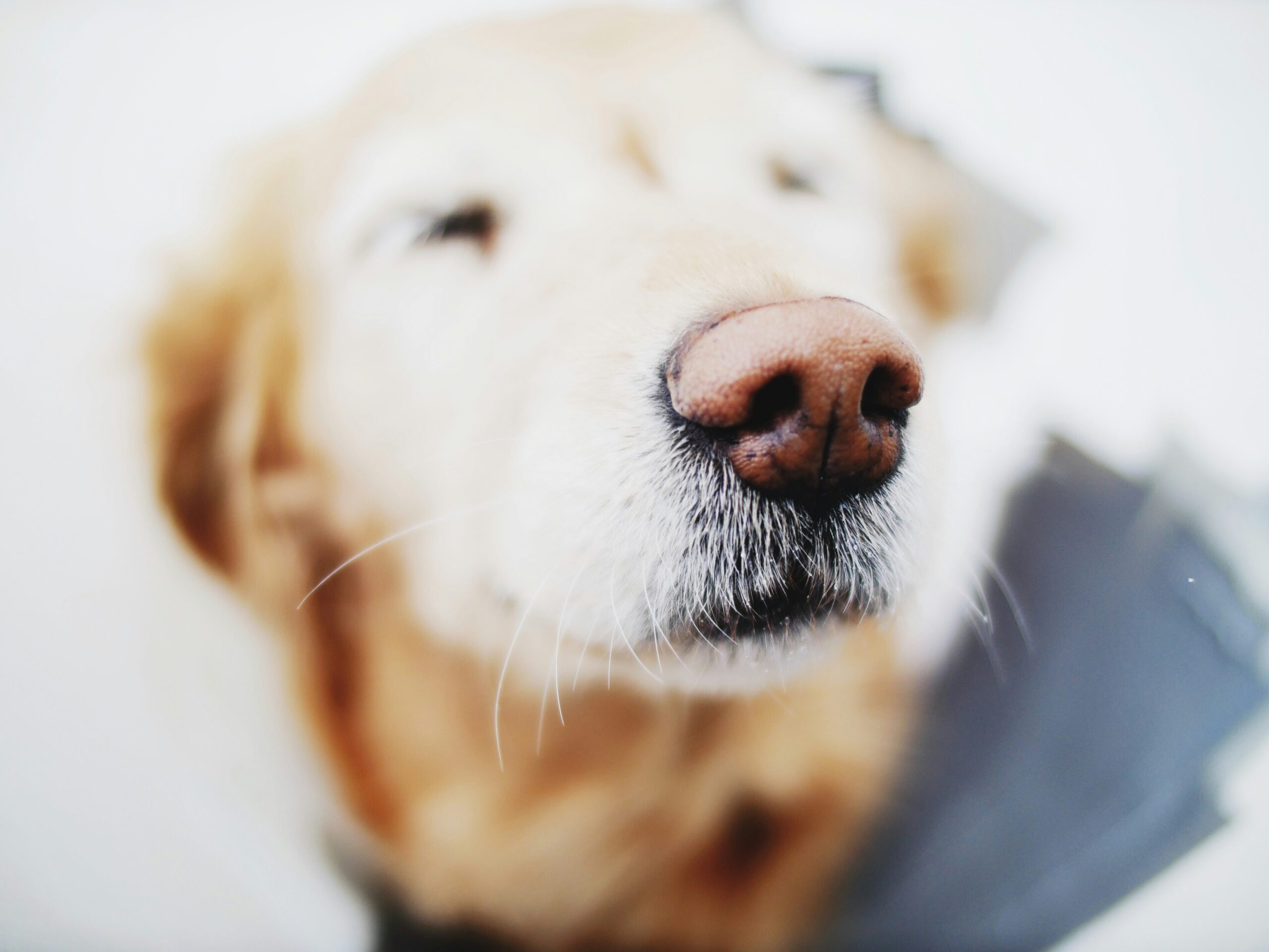 common dog allergies in perth