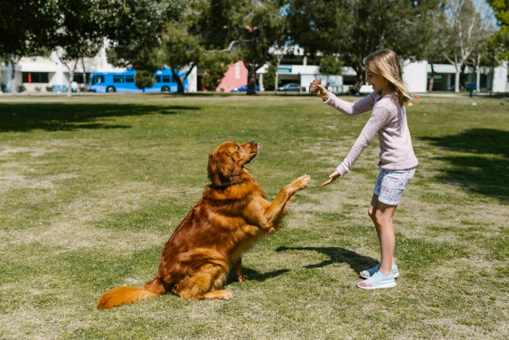 dog spring training tips perth