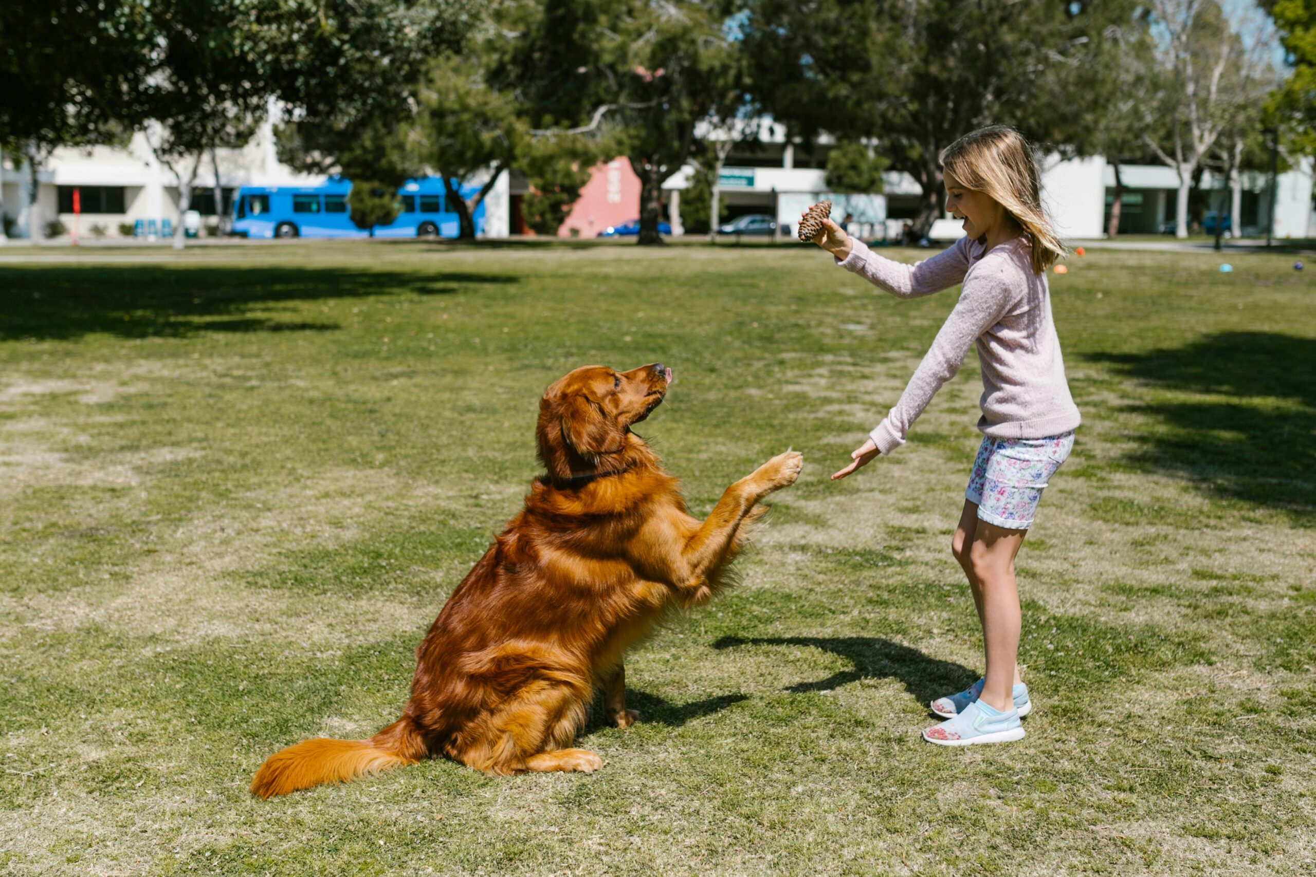 dog spring training tips perth