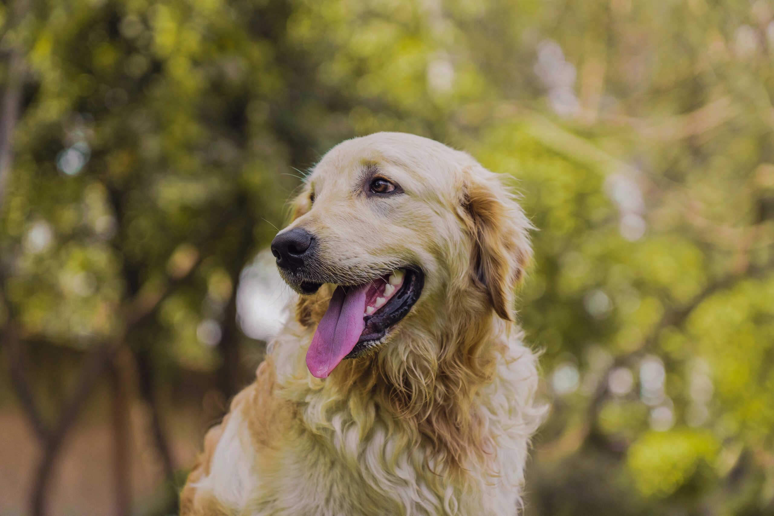 pest prevention for dogs