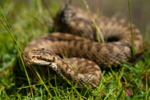 snake safety