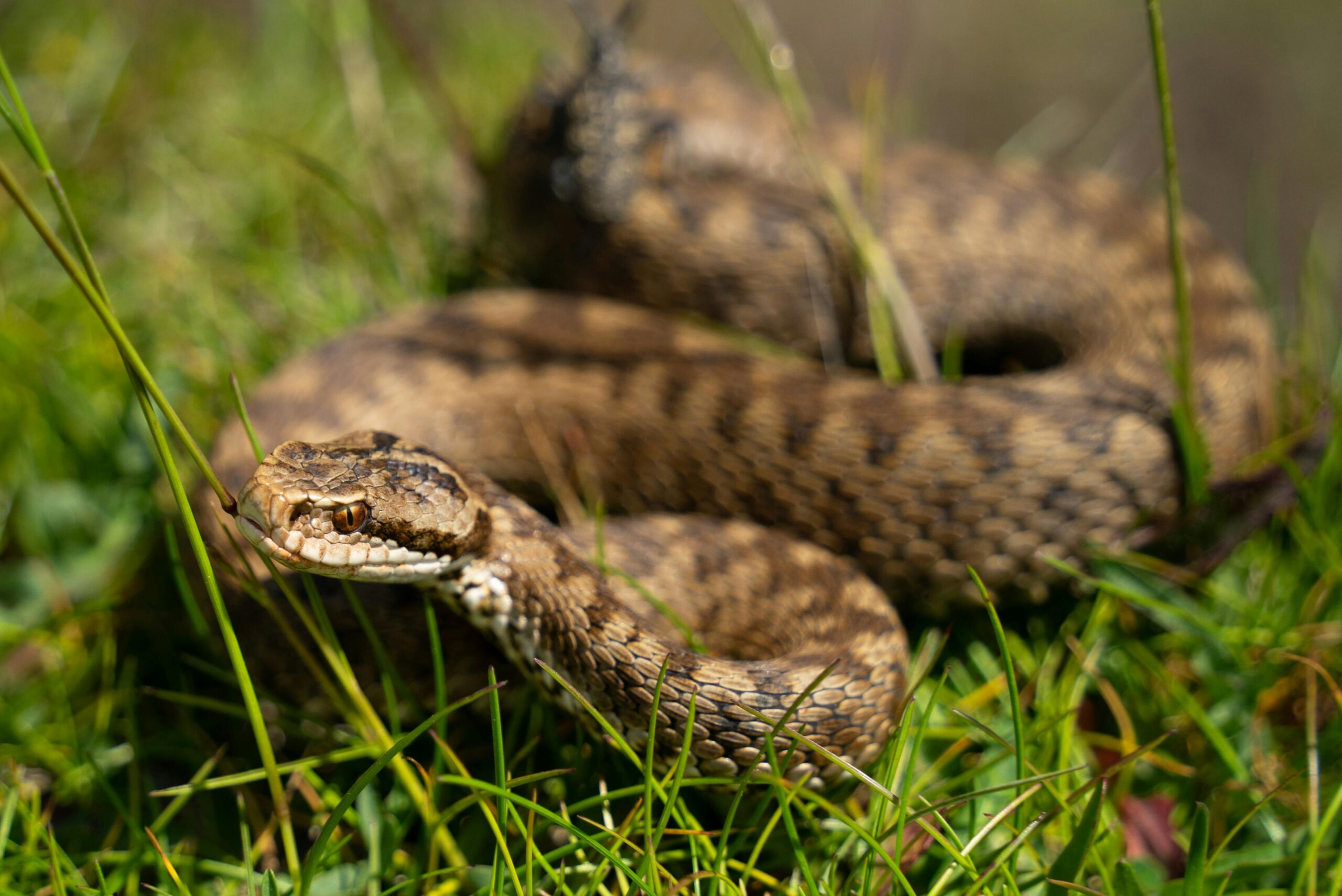 snake safety