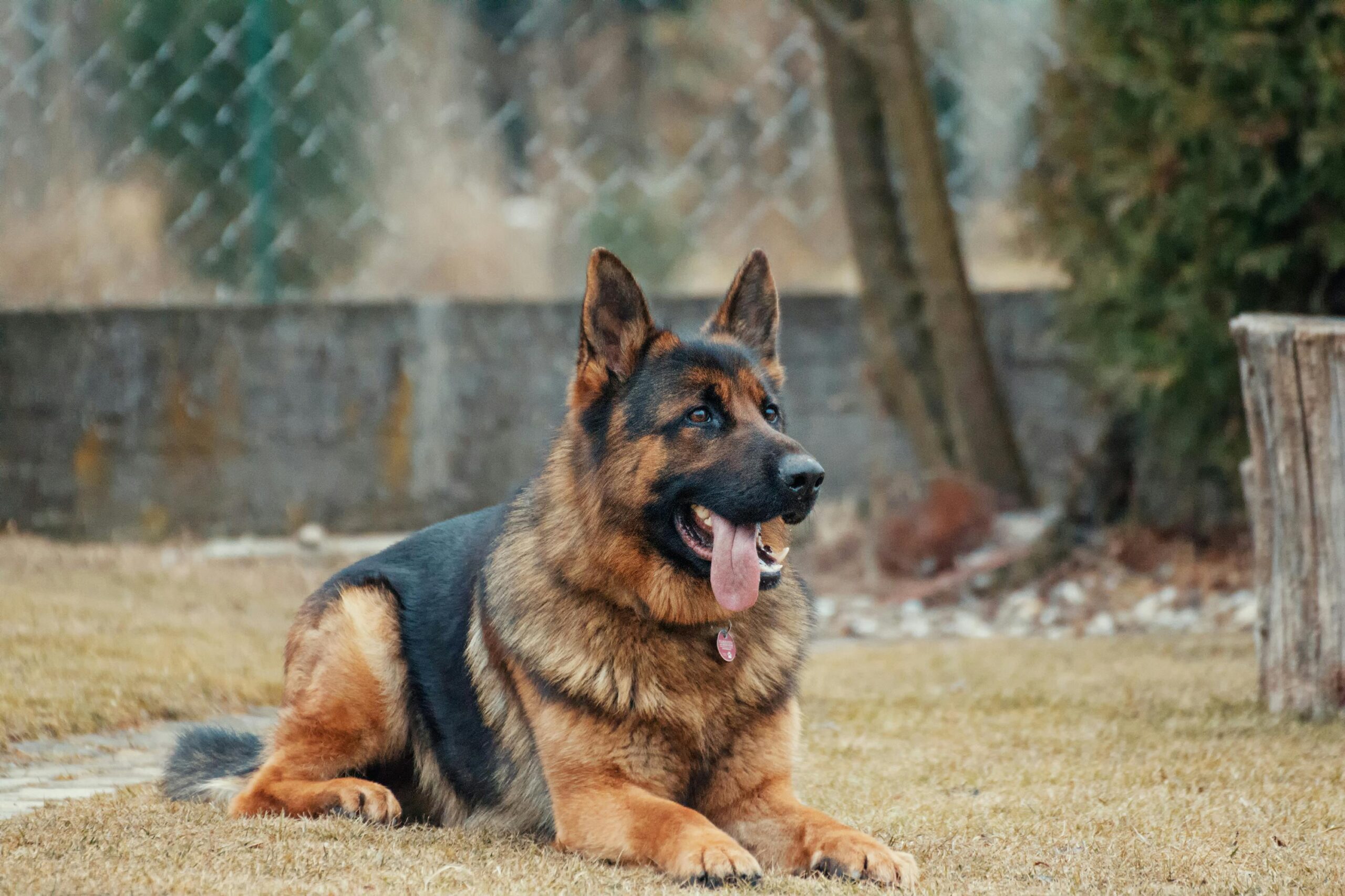 dog care tips for summer