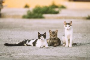 summer cat care