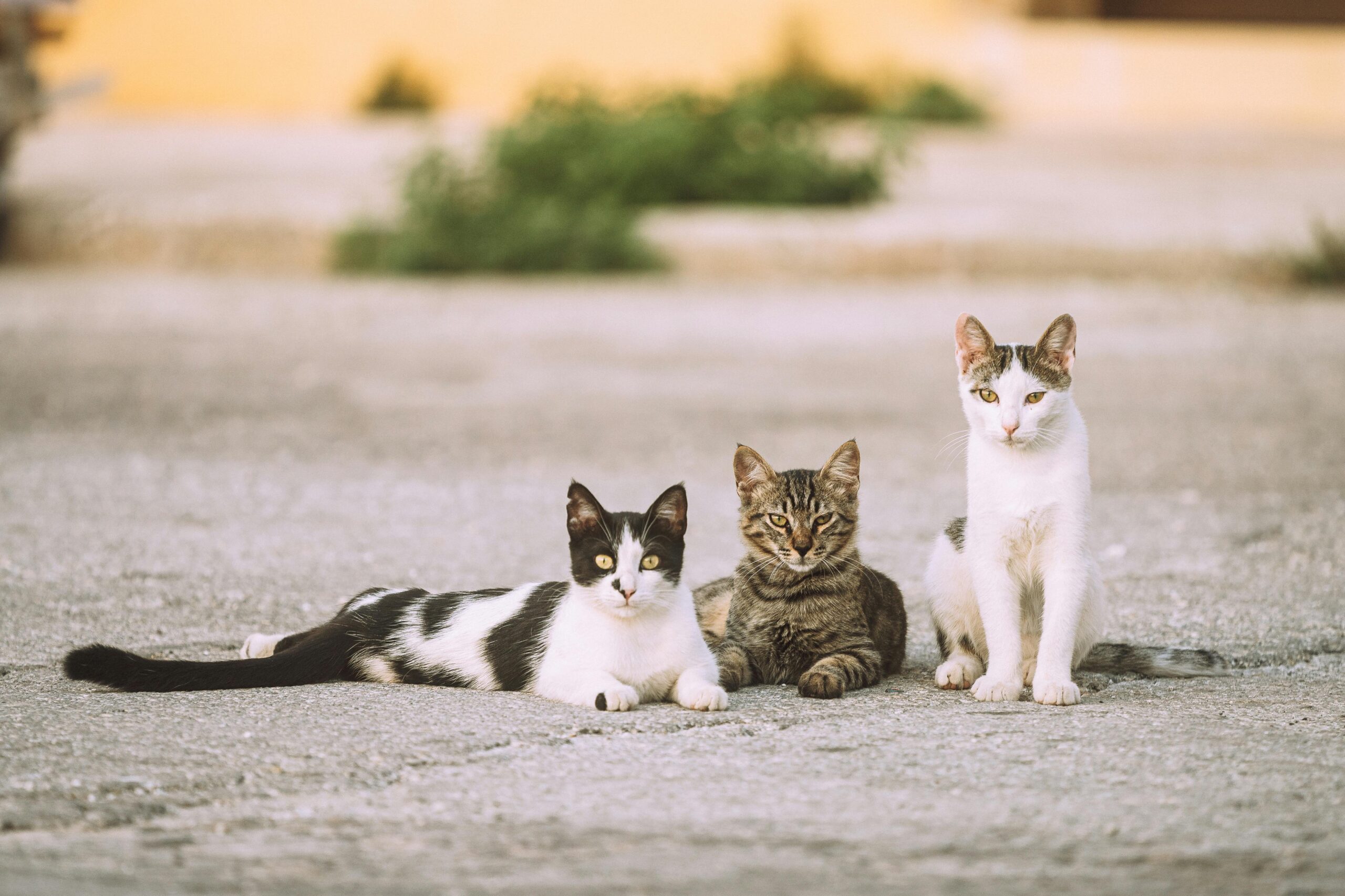 summer cat care