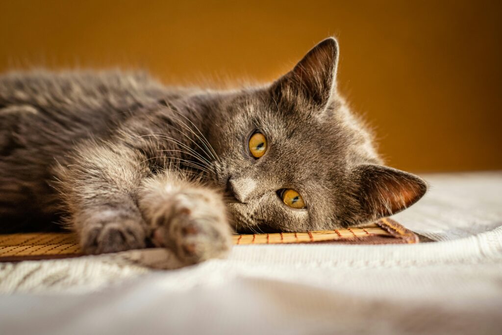 Springtime Cat Care in Perth