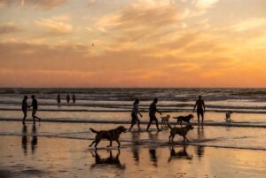 what dog friendly events in perth wa