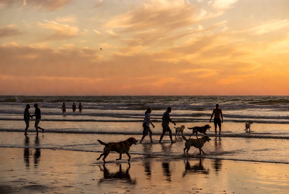 what dog friendly events in perth wa