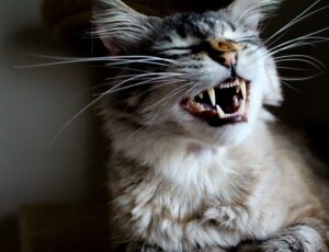 cat dental cleaning cost