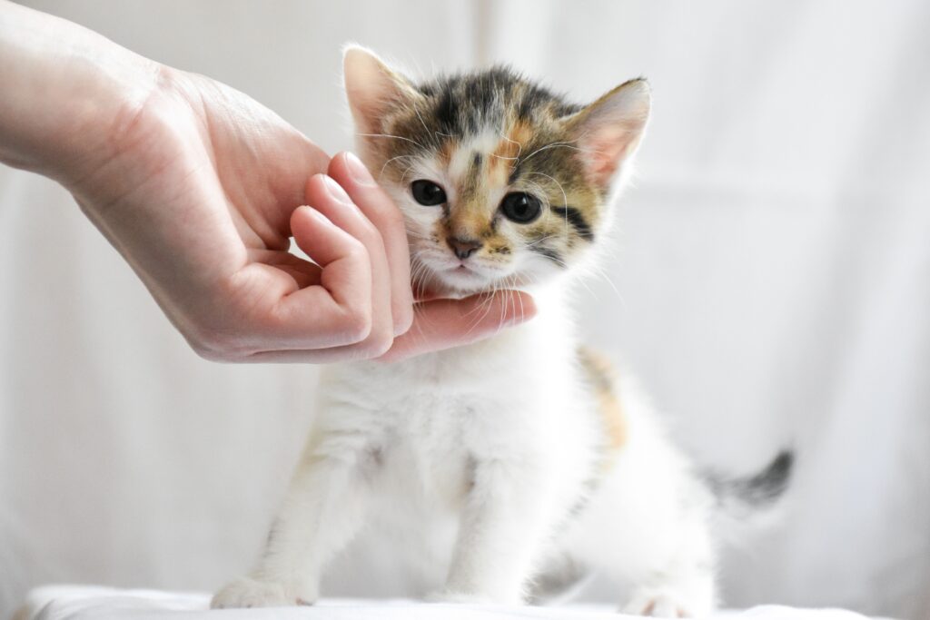 kitten vaccinations WA