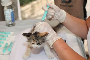 kitten vaccinations