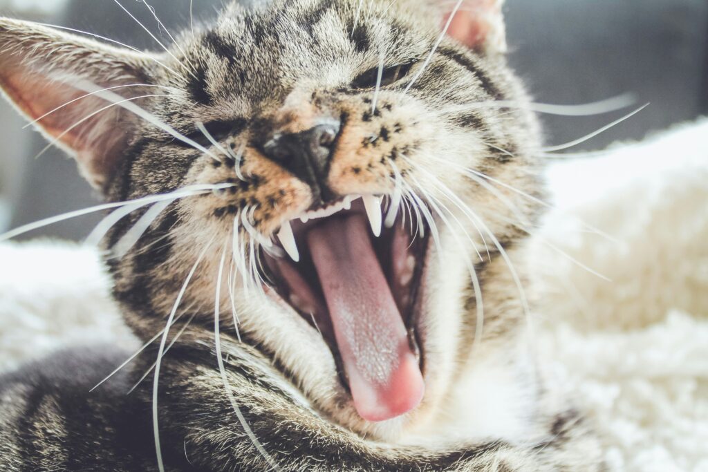 cat dental cleaning 