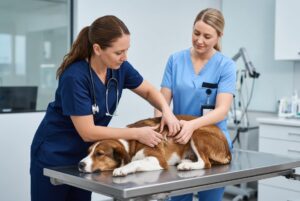 dog cruciate ligament tear treatment